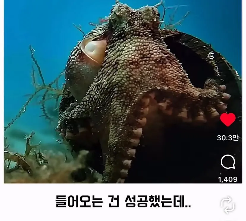 스압, 데이터 주의) 은혜 갚은 똑똑한 문어