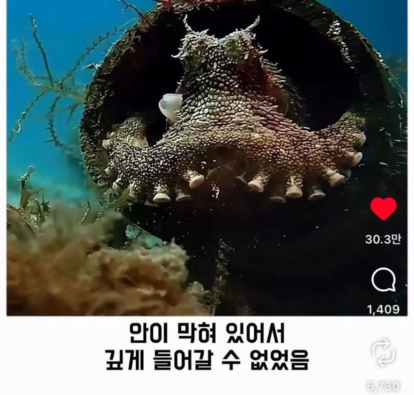 스압, 데이터 주의) 은혜 갚은 똑똑한 문어