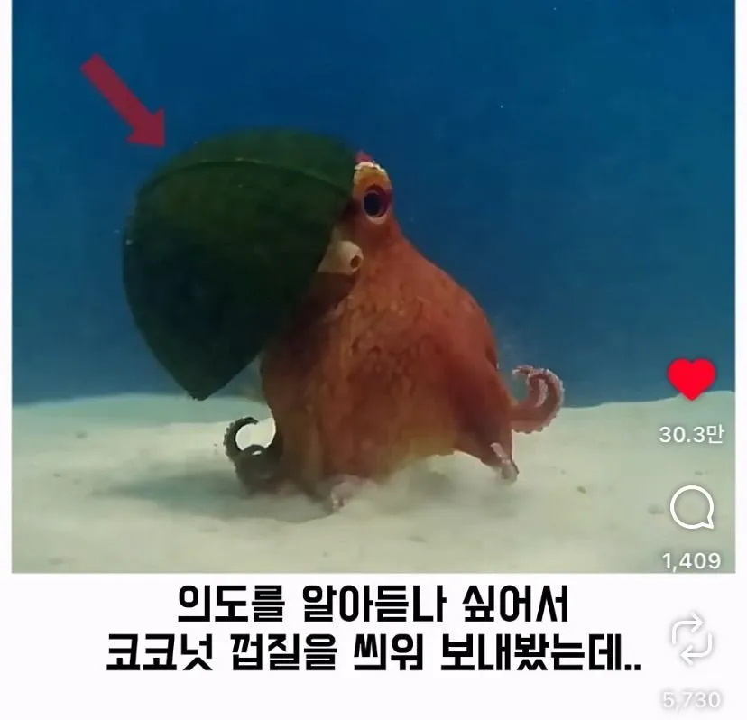 스압, 데이터 주의) 은혜 갚은 똑똑한 문어