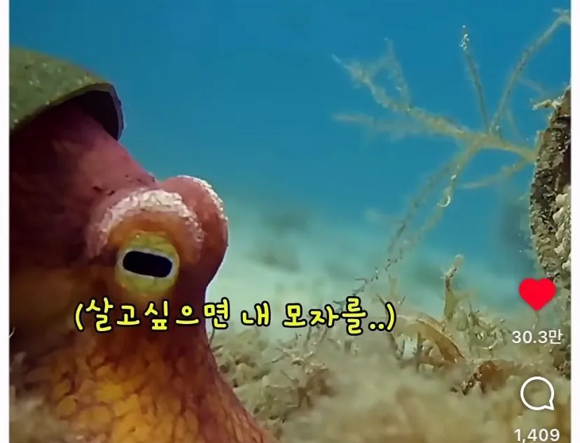 스압, 데이터 주의) 은혜 갚은 똑똑한 문어