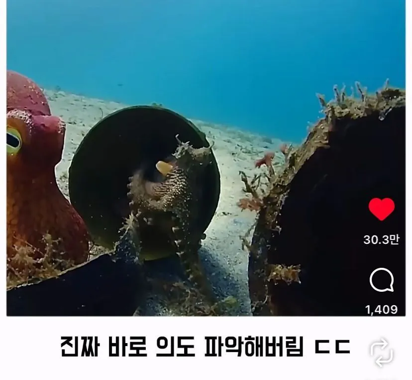 스압, 데이터 주의) 은혜 갚은 똑똑한 문어