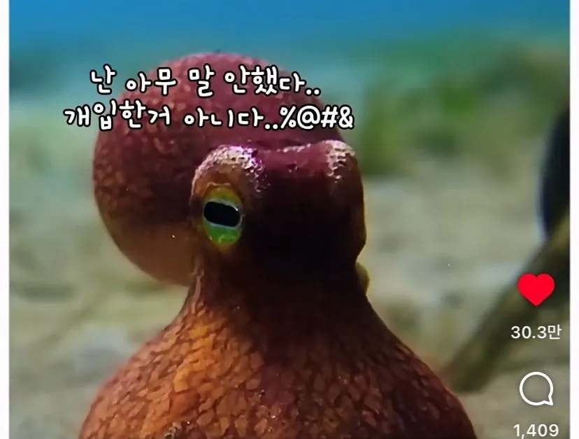 스압, 데이터 주의) 은혜 갚은 똑똑한 문어