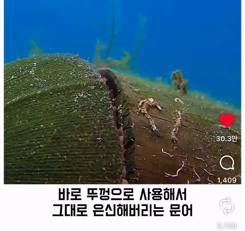 스압, 데이터 주의) 은혜 갚은 똑똑한 문어