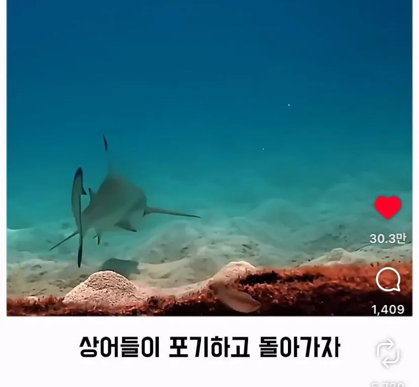 스압, 데이터 주의) 은혜 갚은 똑똑한 문어