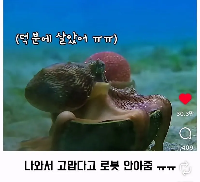 스압, 데이터 주의) 은혜 갚은 똑똑한 문어