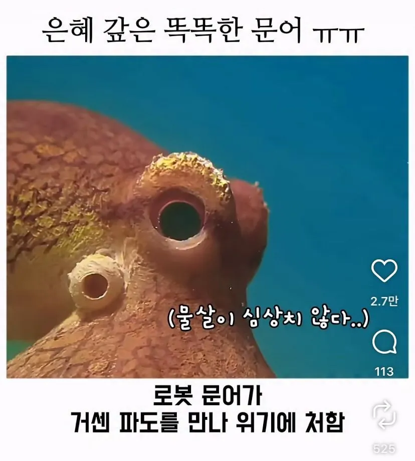스압, 데이터 주의) 은혜 갚은 똑똑한 문어
