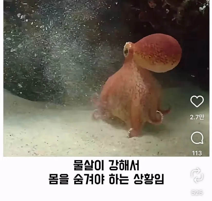스압, 데이터 주의) 은혜 갚은 똑똑한 문어