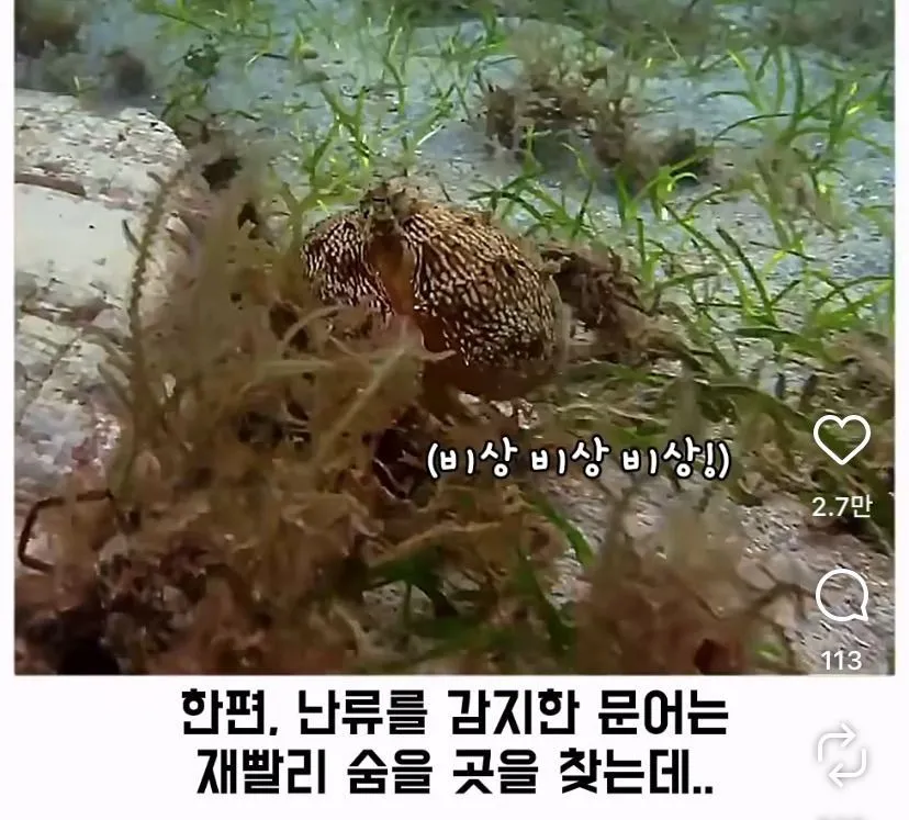 스압, 데이터 주의) 은혜 갚은 똑똑한 문어