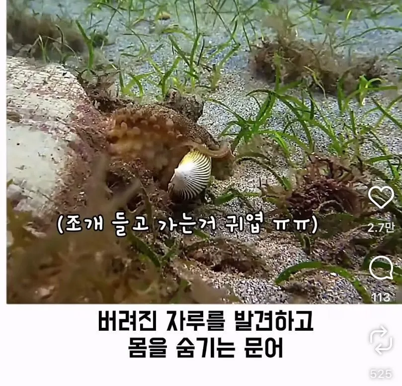 스압, 데이터 주의) 은혜 갚은 똑똑한 문어