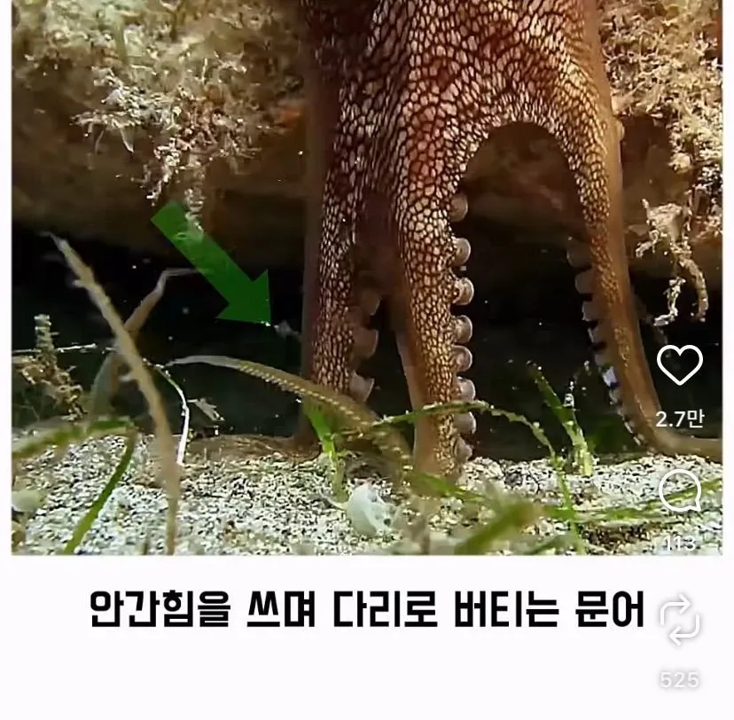 스압, 데이터 주의) 은혜 갚은 똑똑한 문어