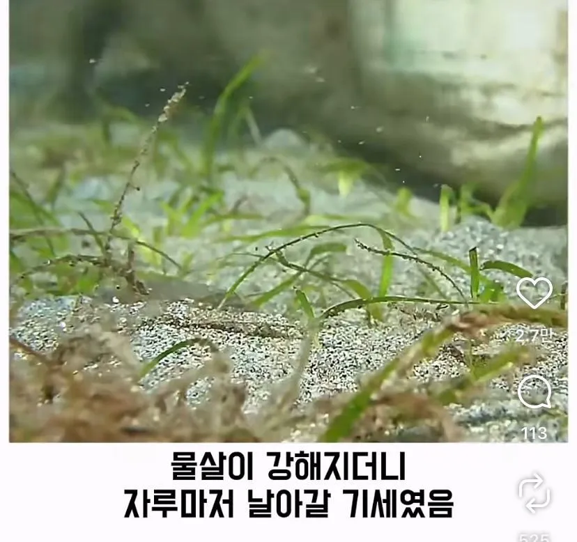 스압, 데이터 주의) 은혜 갚은 똑똑한 문어