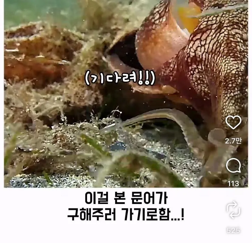 스압, 데이터 주의) 은혜 갚은 똑똑한 문어