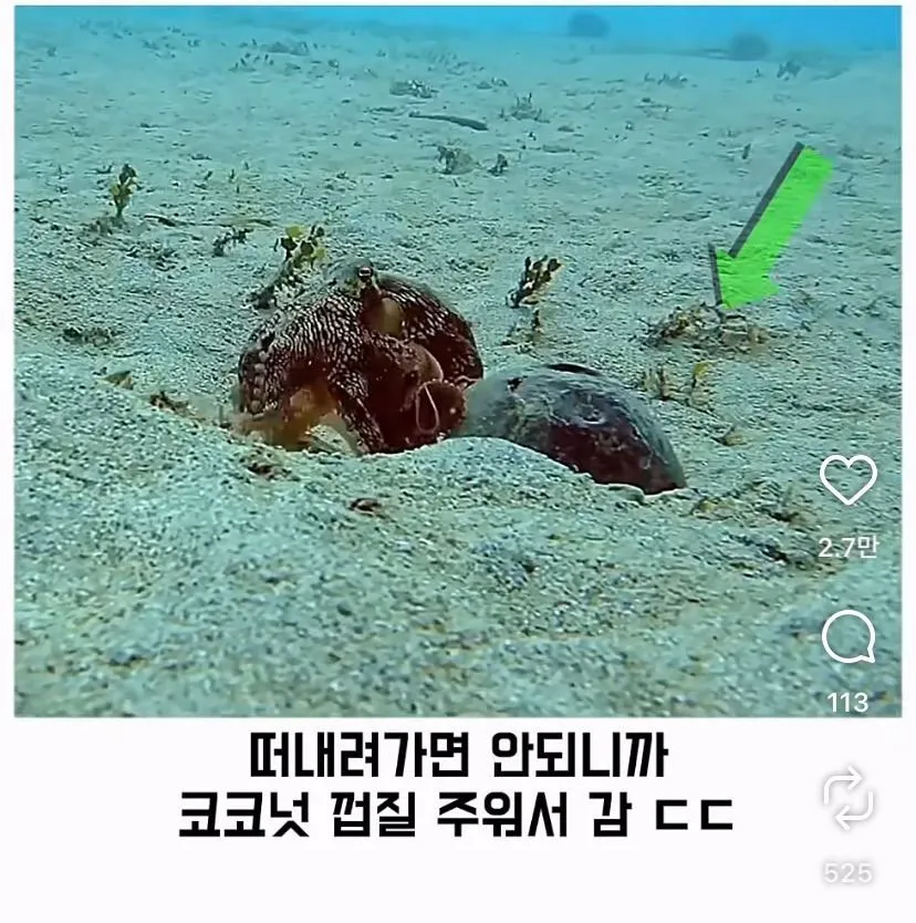 스압, 데이터 주의) 은혜 갚은 똑똑한 문어