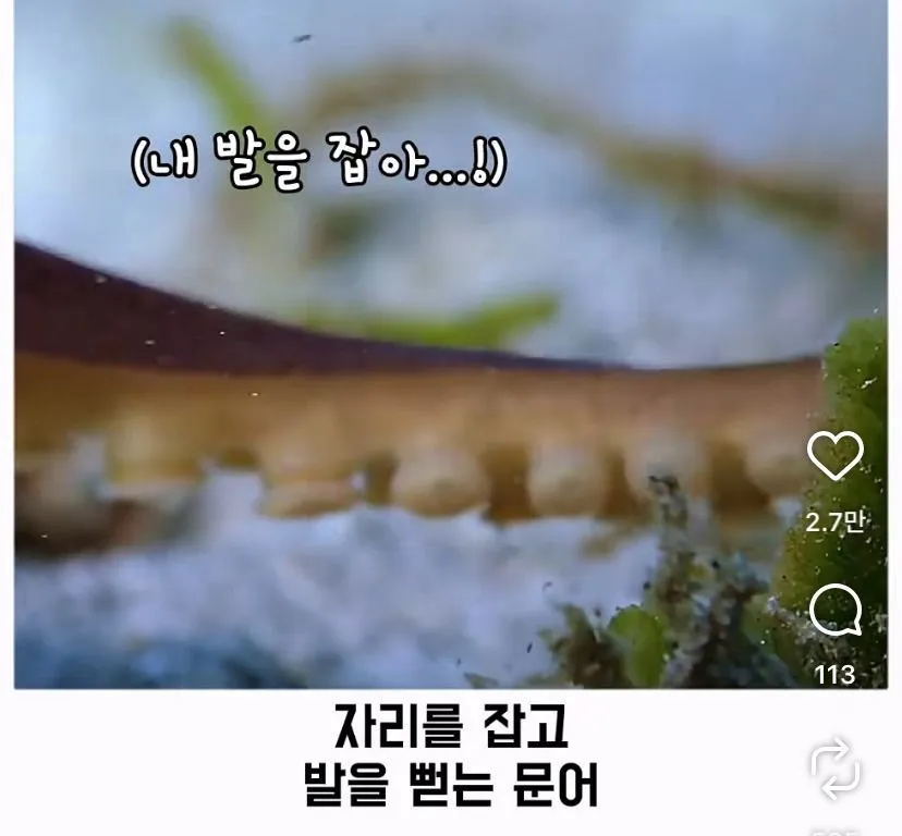 스압, 데이터 주의) 은혜 갚은 똑똑한 문어