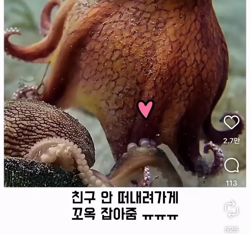 스압, 데이터 주의) 은혜 갚은 똑똑한 문어