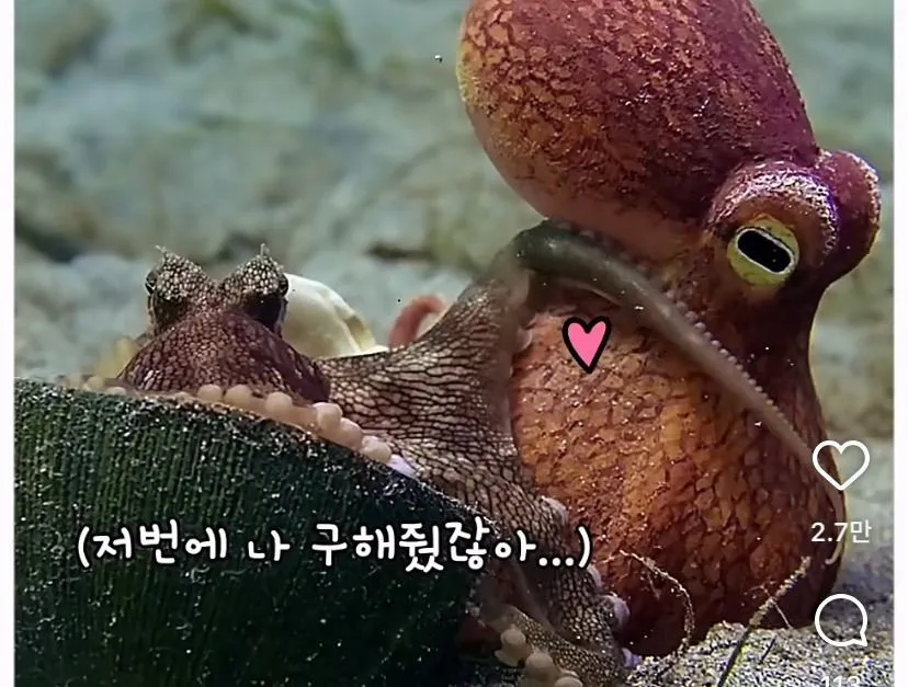 스압, 데이터 주의) 은혜 갚은 똑똑한 문어