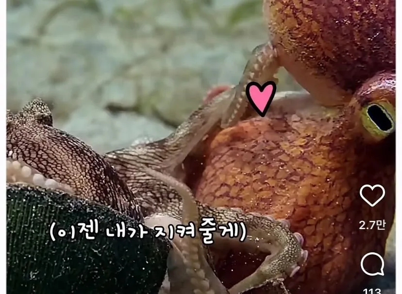 스압, 데이터 주의) 은혜 갚은 똑똑한 문어