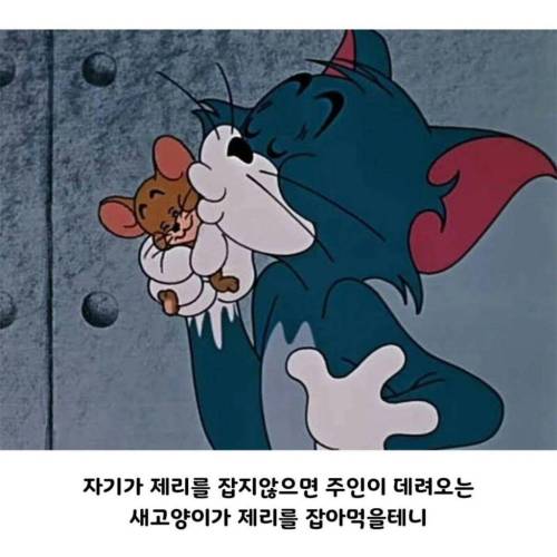 애니메이션 제목이 톰과제리 인 이유 
