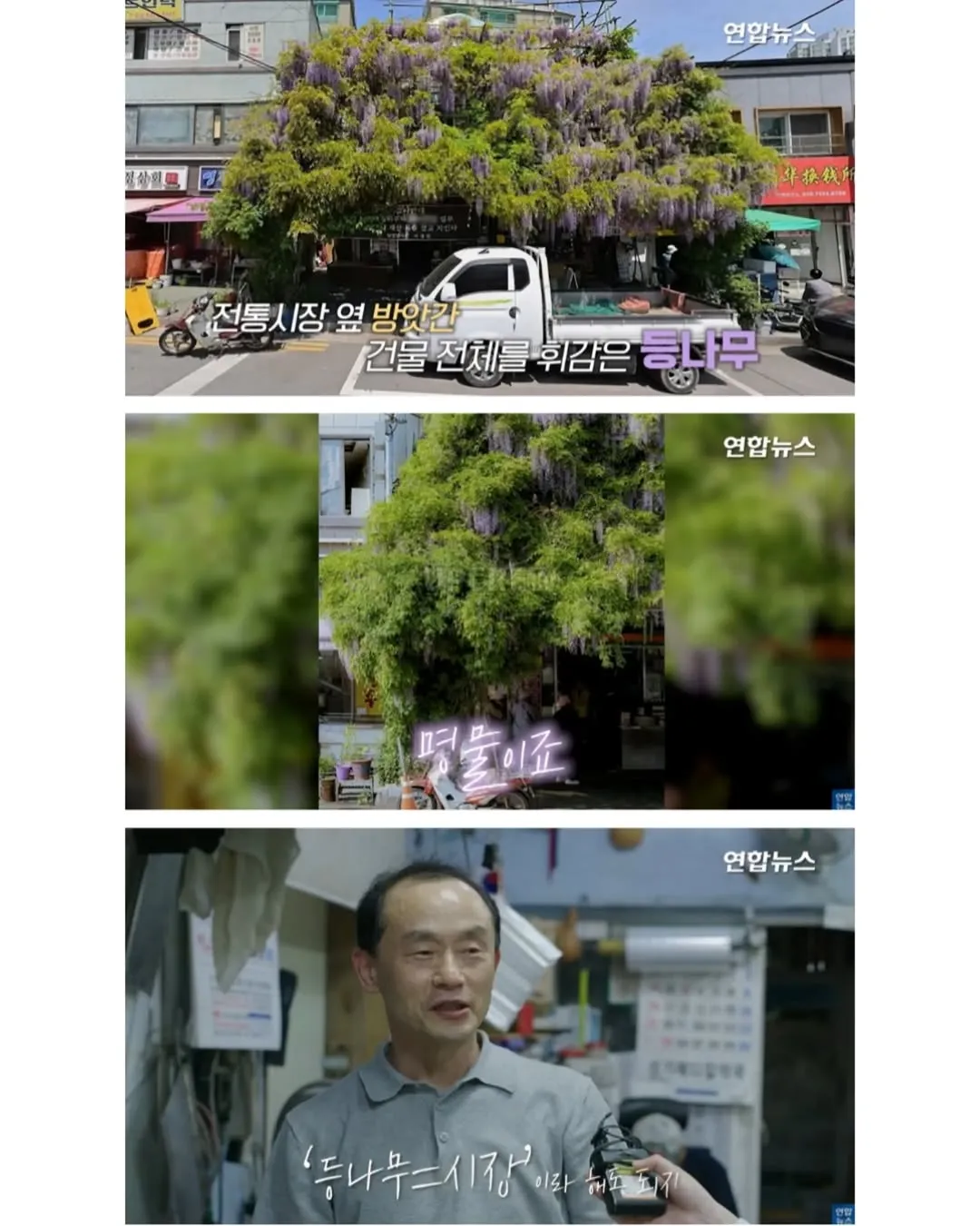 방앗간 사장님이 목숨걸고 지키는 고목나무.jpg