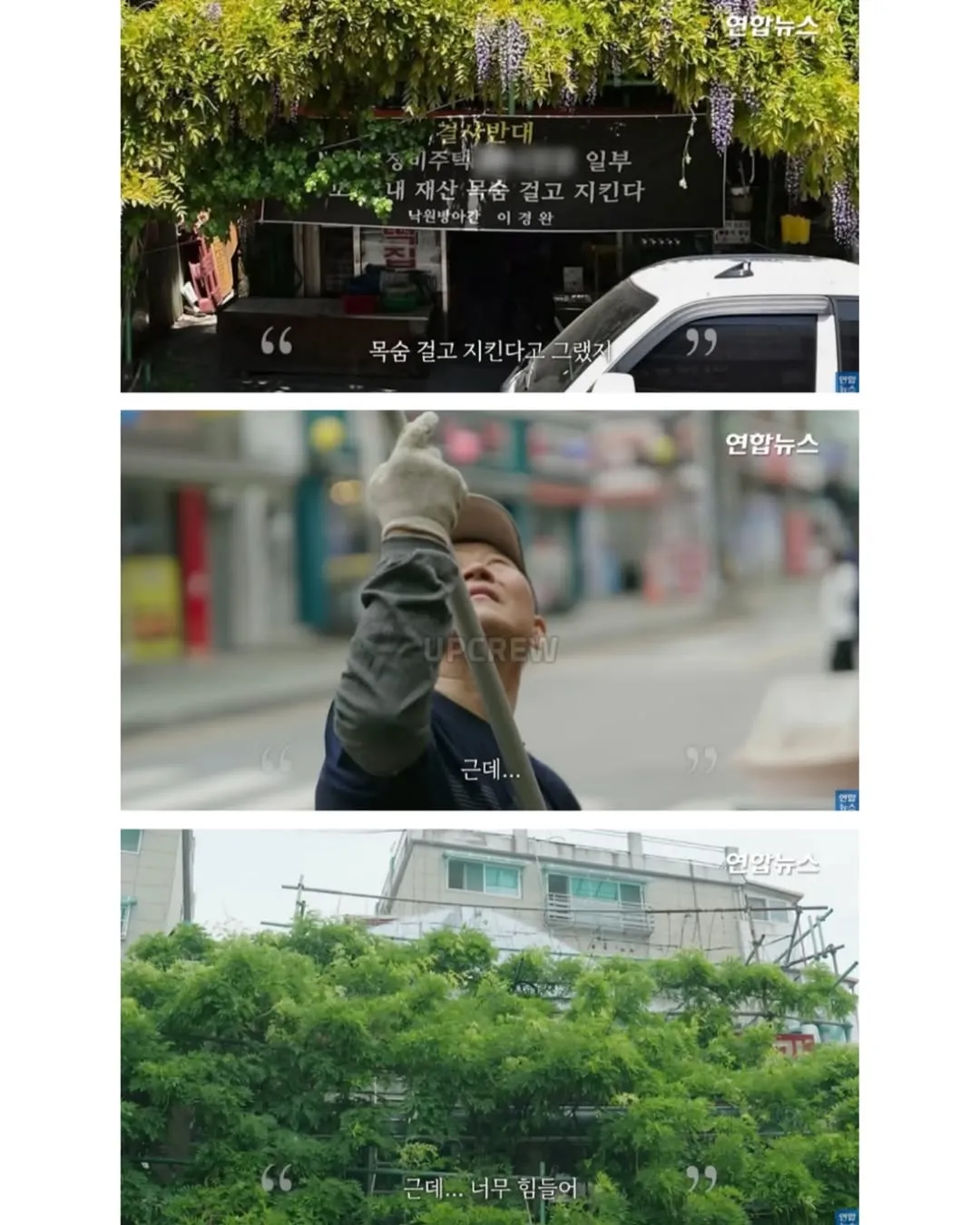 방앗간 사장님이 목숨걸고 지키는 고목나무.jpg