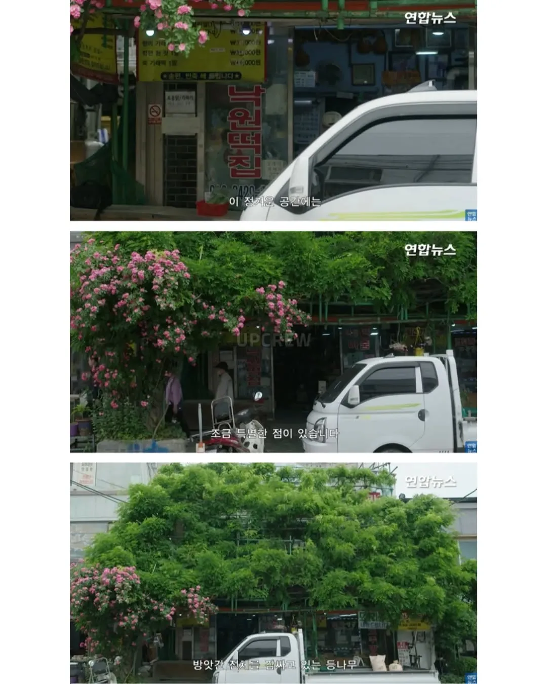 방앗간 사장님이 목숨걸고 지키는 고목나무.jpg