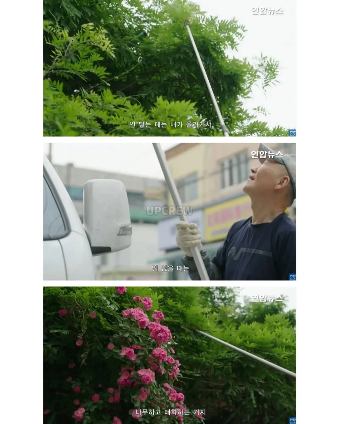 방앗간 사장님이 목숨걸고 지키는 고목나무.jpg