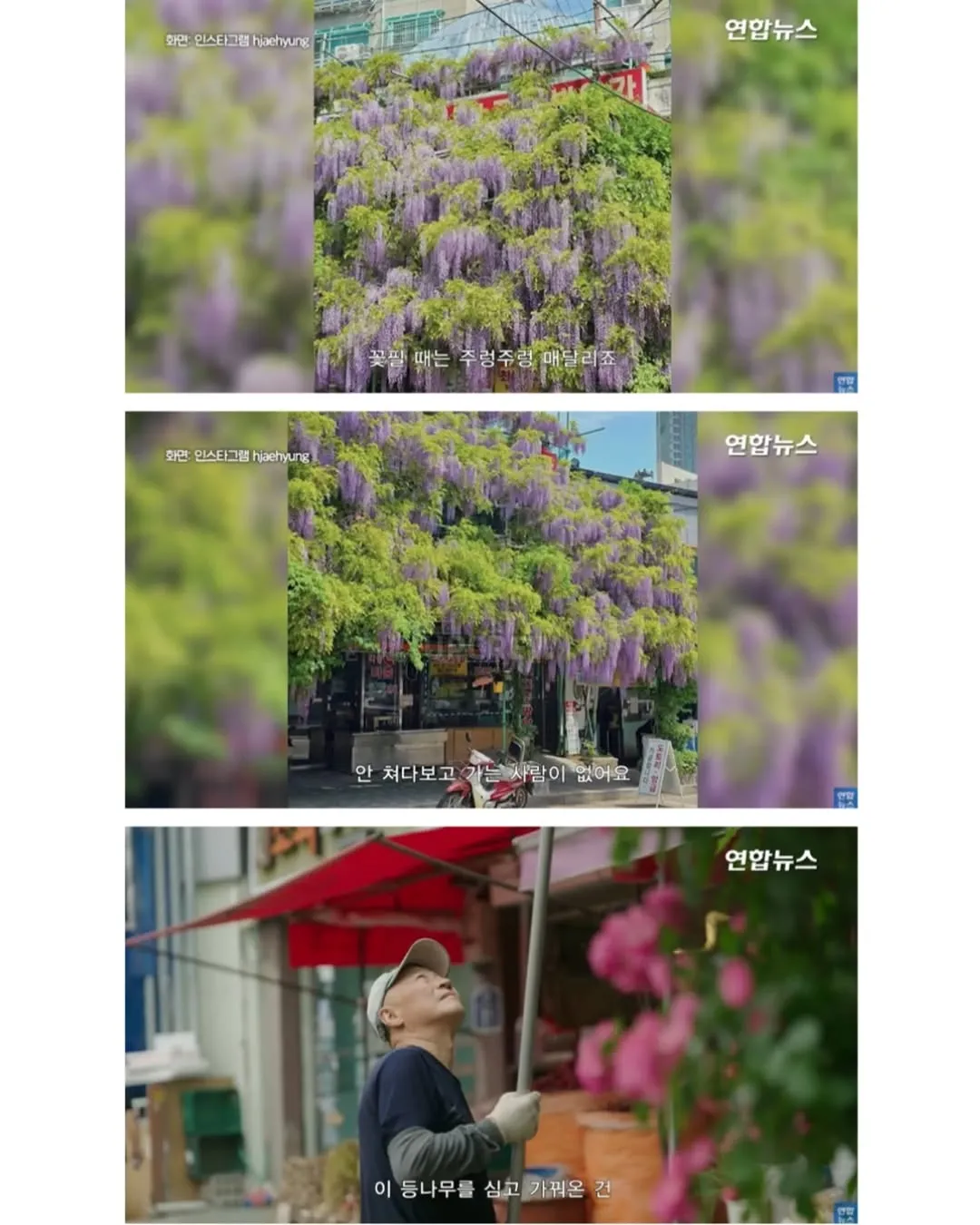 방앗간 사장님이 목숨걸고 지키는 고목나무.jpg