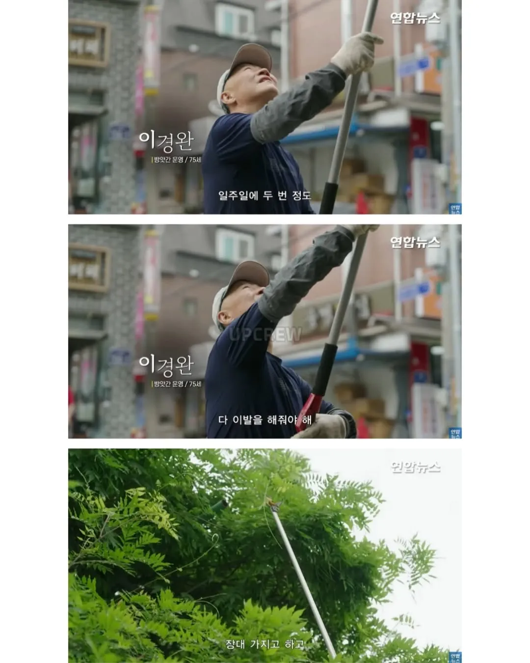 방앗간 사장님이 목숨걸고 지키는 고목나무.jpg