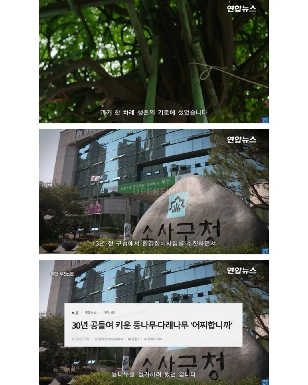 방앗간 사장님이 목숨걸고 지키는 고목나무.jpg