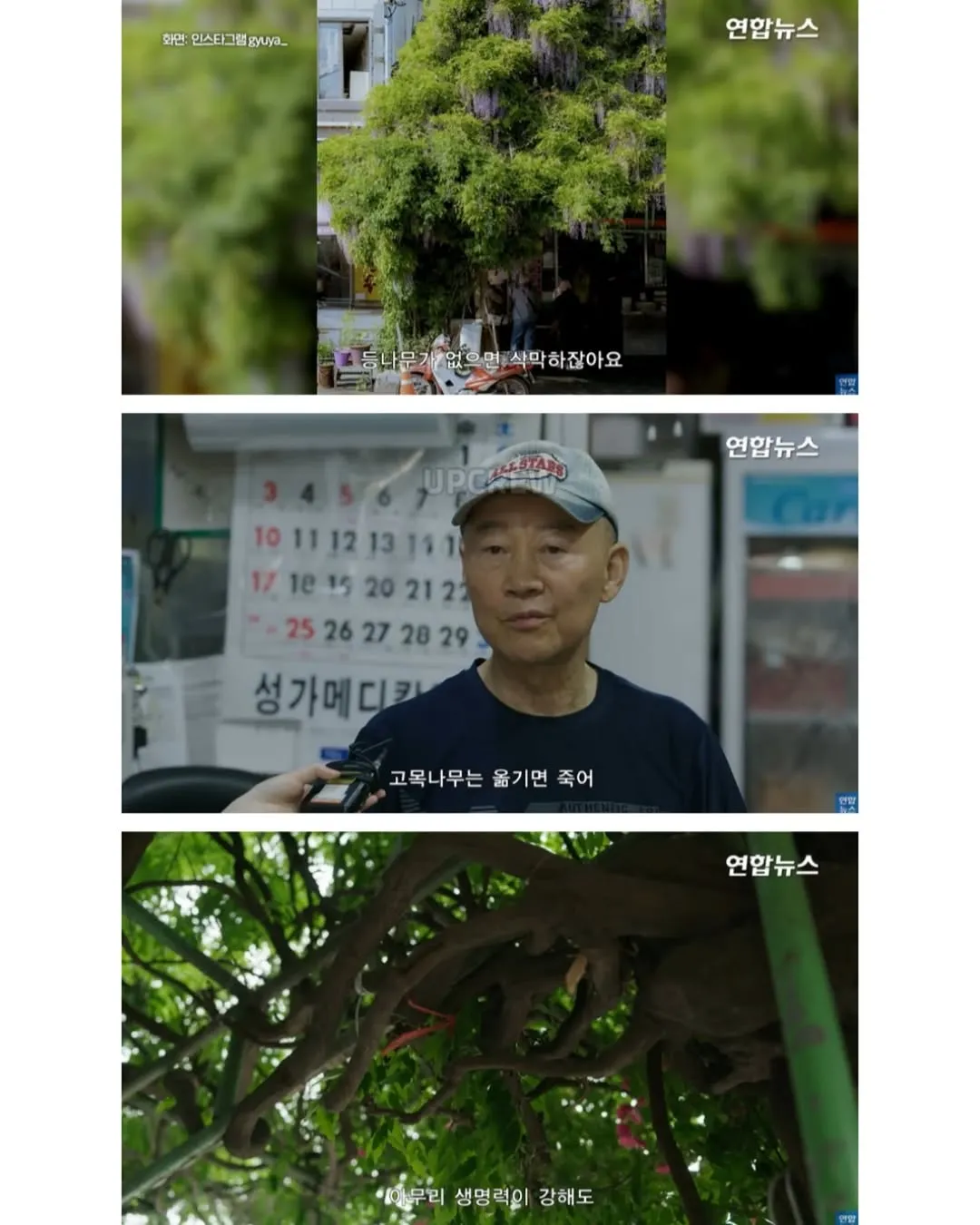 방앗간 사장님이 목숨걸고 지키는 고목나무.jpg