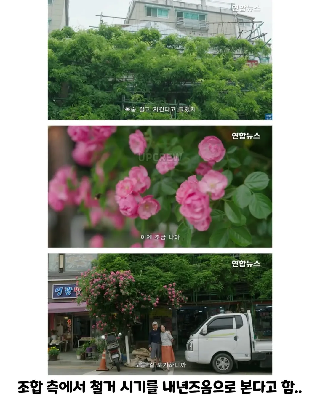 방앗간 사장님이 목숨걸고 지키는 고목나무.jpg