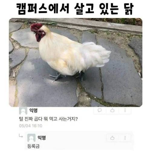 털 진짜 곱다 뭐 먹고 사는거지?