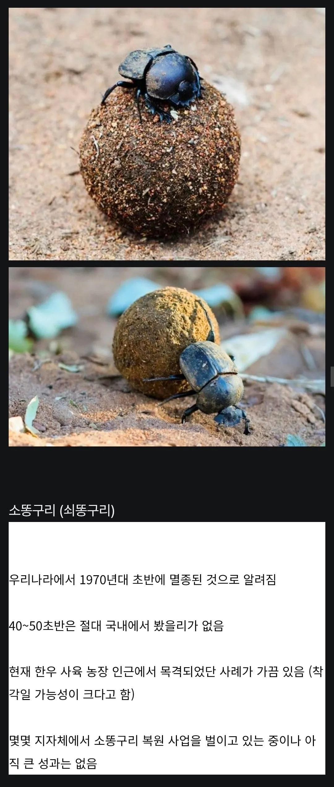 40대들 다수가 어릴 때 본 적 있다고 착각하는 곤충
