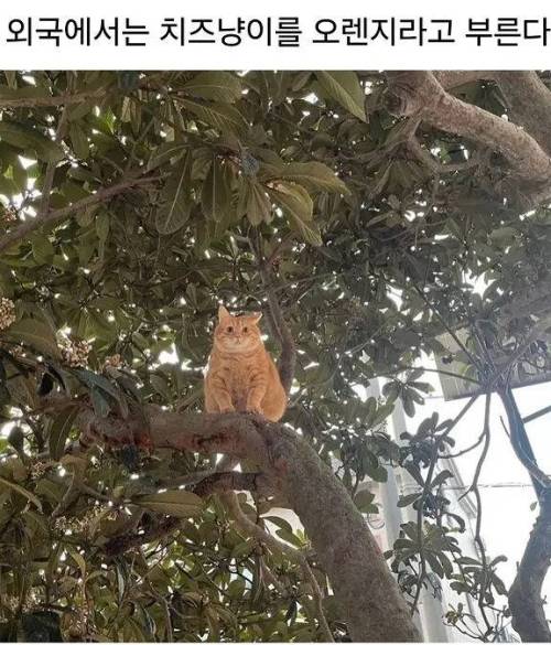 외국에선 치즈냥이를