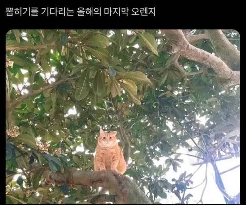 외국에선 치즈냥이를