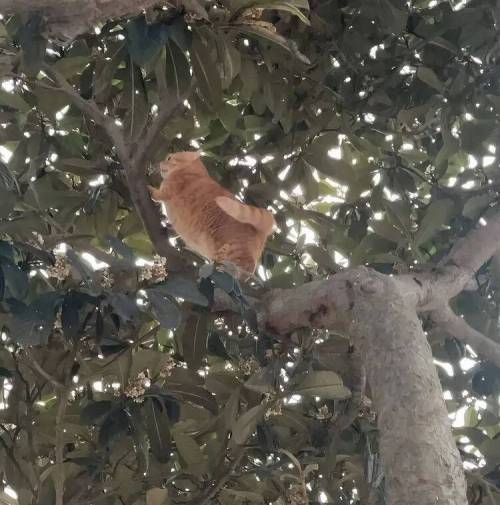 외국에선 치즈냥이를