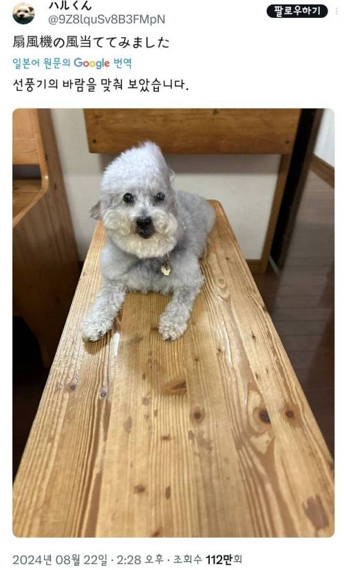폭염에 오랜시간 선풍기 바람 맞은 강아지