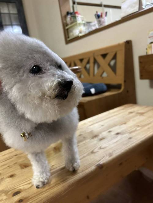 폭염에 오랜시간 선풍기 바람 맞은 강아지