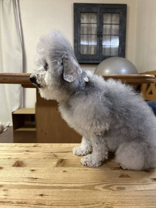 폭염에 오랜시간 선풍기 바람 맞은 강아지