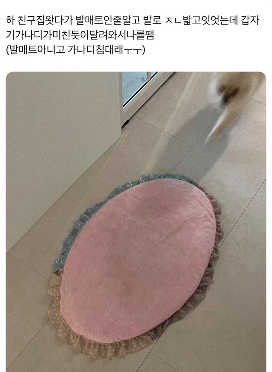 친구집에서 발매트인줄 알고 밟고 있던 것의 정체