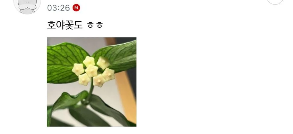 종이별처럼 생긴 꽃들