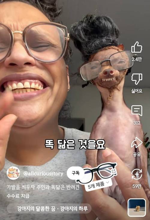 본인의 개가 본인이랑 도플갱얼지인 걸 깨달음