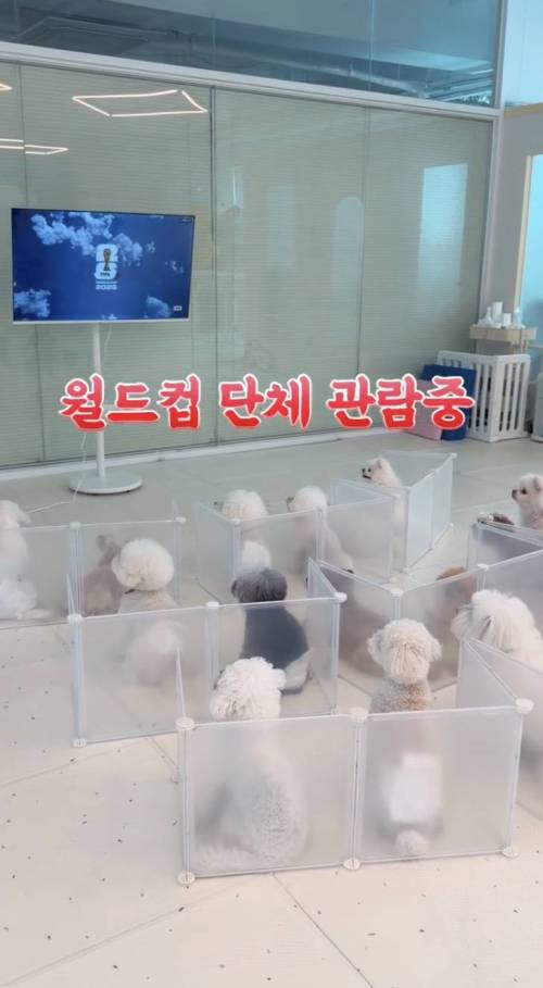 월드컵 단체 관람중인 강아지 유치원