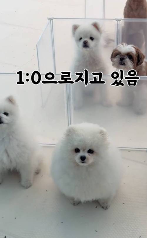 월드컵 단체 관람중인 강아지 유치원