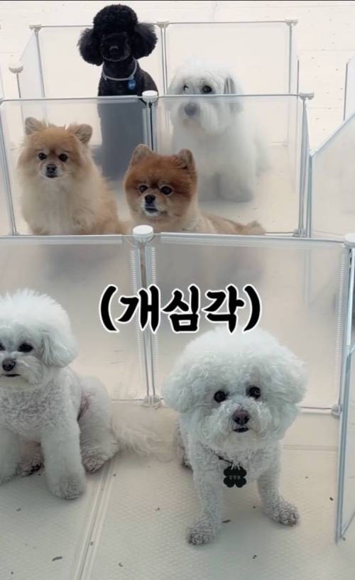 월드컵 단체 관람중인 강아지 유치원