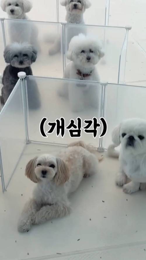 월드컵 단체 관람중인 강아지 유치원