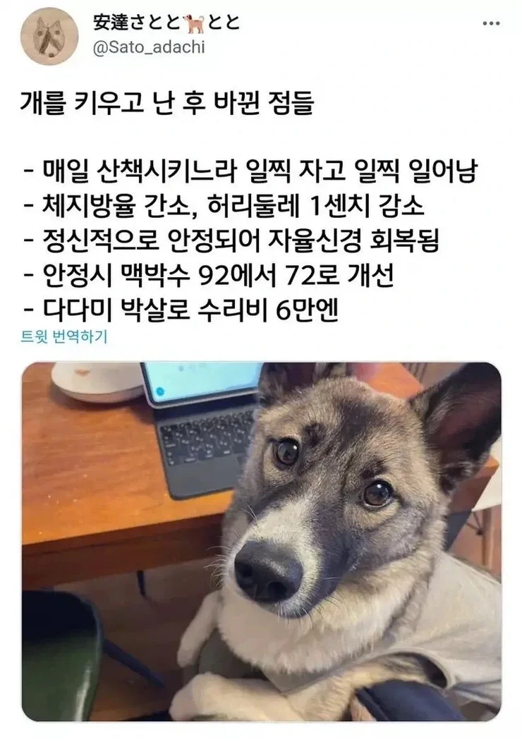 X] 개를 키우고 나서 바뀐 삶.twt