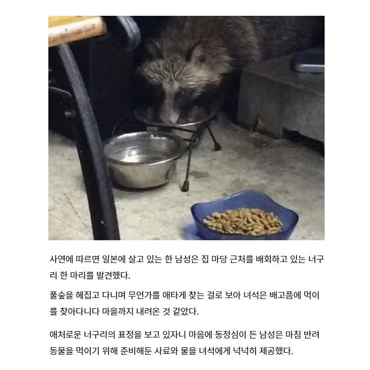 은혜 갚은 너구리