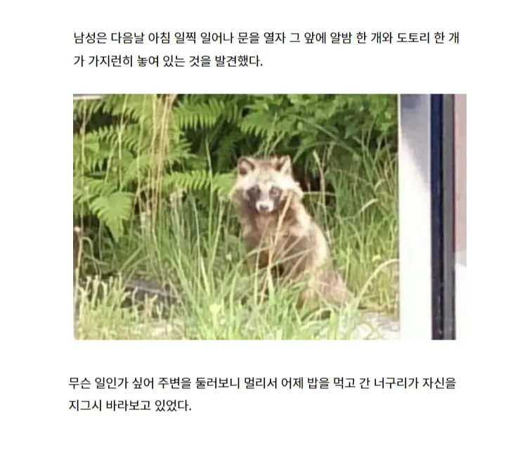 은혜 갚은 너구리