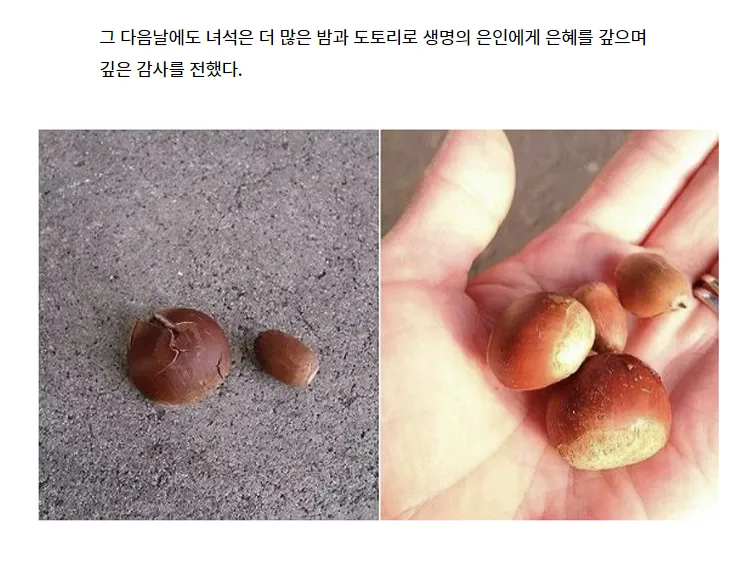 은혜 갚은 너구리